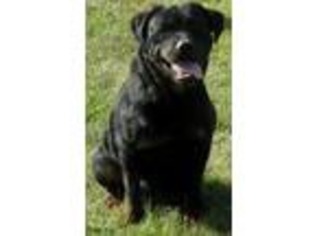 Rottweiler Puppy for sale in Indianola, IA, USA