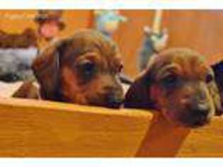 Dachshund Puppy for sale in Stanwood, WA, USA