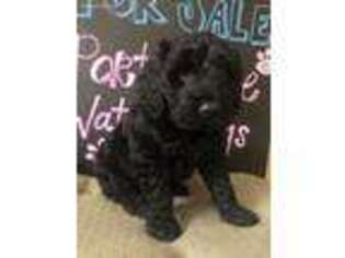 Portuguese Water Dog Puppy for sale in Calhoun, GA, USA