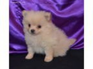 Pomeranian Puppy for sale in Rock Valley, IA, USA