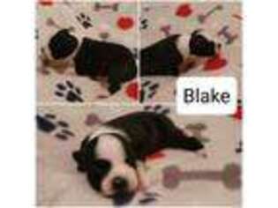 Staffordshire Bull Terrier Puppy for sale in Washington, PA, USA