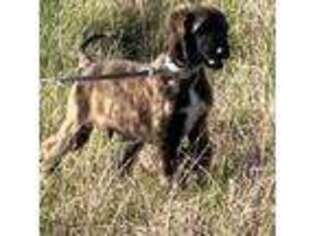 Afghan Hound Puppy for sale in Schulenburg, TX, USA