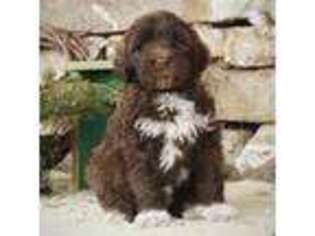 Portuguese Water Dog Puppy for sale in Newport, PA, USA