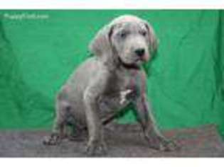 Great Dane Puppy for sale in Shawnee, OK, USA