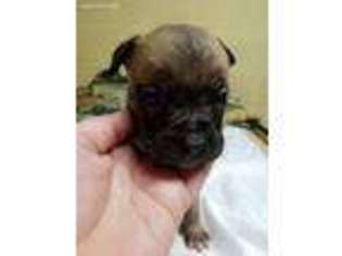 Bullmastiff Puppy for sale in Westbrook, MN, USA