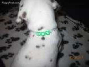 Dalmatian Puppy for sale in Clearwater, FL, USA