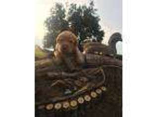 Labrador Retriever Puppy for sale in Williamson, GA, USA