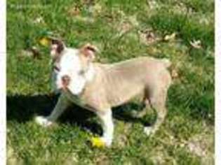 Boston Terrier Puppy for sale in Vincennes, IN, USA