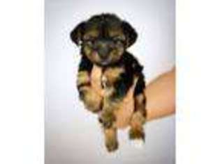Yorkshire Terrier Puppy for sale in Pharr, TX, USA
