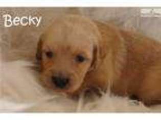 Golden Retriever Puppy for sale in Fort Worth, TX, USA