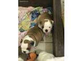 Bulldog Puppy for sale in Hockley, TX, USA