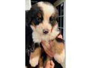 Bernese Mountain Dog Puppy for sale in Ruckersville, VA, USA