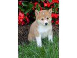 Shiba Inu Puppy for sale in Gordonville, PA, USA