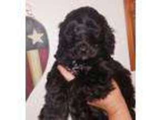 Goldendoodle Puppy for sale in Jefferson, OH, USA