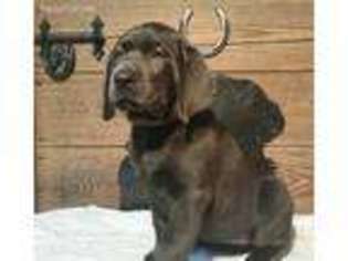 Labrador Retriever Puppy for sale in La Marque, TX, USA
