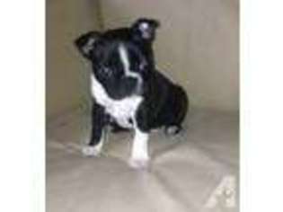 Boston Terrier Puppy for sale in LYNNWOOD, WA, USA