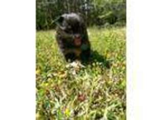 Pomeranian Puppy for sale in Huger, SC, USA