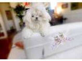 Maltese Puppy for sale in Radford, VA, USA
