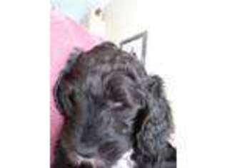 Labradoodle Puppy for sale in Homer City, PA, USA