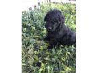 Goldendoodle Puppy for sale in Pueblo, CO, USA