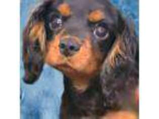 Cavalier King Charles Spaniel Puppy for sale in Salisbury, NC, USA