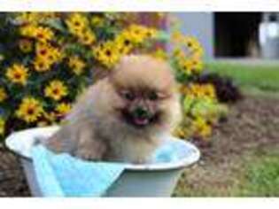Pomeranian Puppy for sale in Baltic, OH, USA