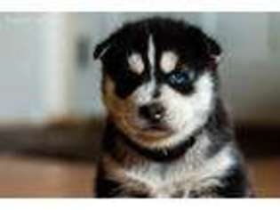Siberian Husky Puppy for sale in Bandon, OR, USA
