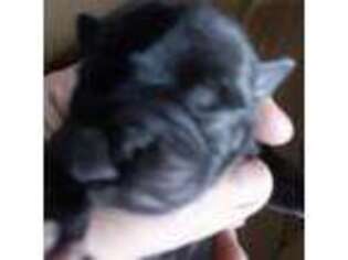 Pug Puppy for sale in Purgitsville, WV, USA