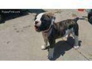 Olde English Bulldogge Puppy for sale in Andover, KS, USA