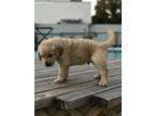 Golden Retriever Puppy for sale in North Miami Beach, FL, USA