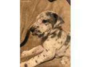 Great Dane Puppy for sale in New Carlisle, OH, USA