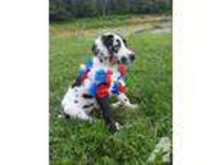 Great Dane Puppy for sale in SALEM, MO, USA