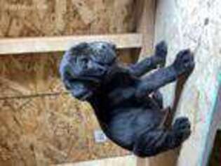 Cane Corso Puppy for sale in Saint Helens, OR, USA