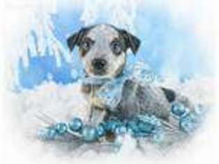 Australian Cattle Dog Puppy for sale in East Sparta, OH, USA