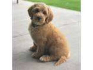Goldendoodle Puppy for sale in Owenton, KY, USA