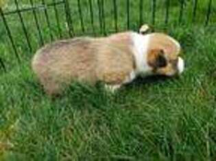 Pembroke Welsh Corgi Puppy for sale in Lakewood, WA, USA