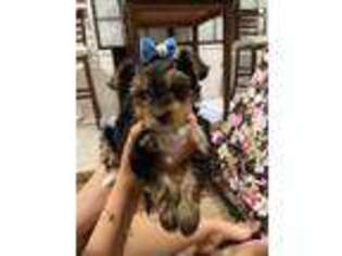 Yorkshire Terrier Puppy for sale in Midland, TX, USA
