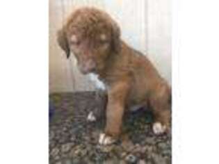Chesapeake Bay Retriever Puppy for sale in Oakley, CA, USA
