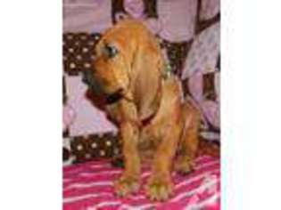 Bloodhound Puppy for sale in TUCSON, AZ, USA