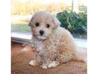 Mutt Puppy for sale in Bogart, GA, USA
