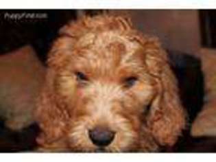 Labradoodle Puppy for sale in Indianapolis, IN, USA