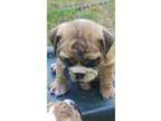 Bulldog Puppy for sale in Atchison, KS, USA