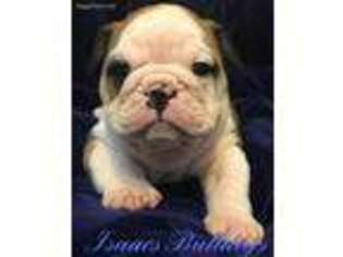 Bulldog Puppy for sale in Midlothian, TX, USA