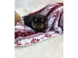 Mutt Puppy for sale in Birch Tree, MO, USA