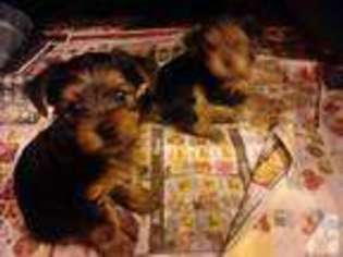Yorkshire Terrier Puppy for sale in BEAR, DE, USA