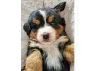Bernese Mountain Dog Puppy for sale in Herriman, UT, USA