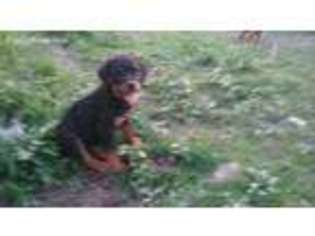 Rottweiler Puppy for sale in Osterburg, PA, USA