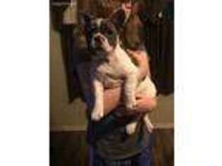 French Bulldog Puppy for sale in Bluford, IL, USA