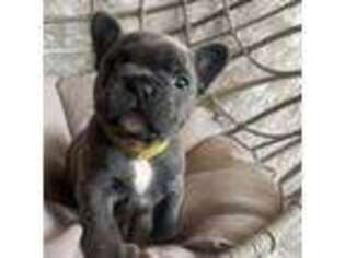 French Bulldog Puppy for sale in Pryor, OK, USA