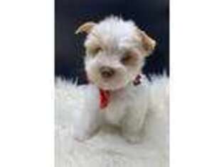 Yorkshire Terrier Puppy for sale in Lawrenceville, GA, USA